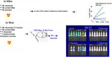 Cure of Micrometastatic B-Cell Lymphoma in a SCID Mouse Model Using <sup>213</sup>Bi-Anti-CD20 Monoclonal Antibody