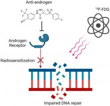 Antiandrogen Therapy Radiosensitizes Androgen Receptor–Positive Cancers to <sup>18</sup>F-FDG