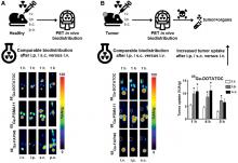 Administration Routes for SSTR-/PSMA- and FAP-Directed Theranostic Radioligands in Mice