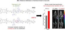 Substitution of <span class="sc">l</span>-Tryptophan by <strong>α</strong>-Methyl-<span class="sc">l</span>-Tryptophan in <sup>177</sup>Lu-RM2 Results in <sup>177</sup>Lu-AMTG, a High-Affinity Gastrin-Releasing Peptide Receptor Ligand with Improved In Vivo Stability