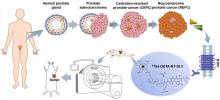 <sup>68</sup>Ga-DOTA-NT-20.3 Neurotensin Receptor 1 PET Imaging as a Surrogate for Neuroendocrine Differentiation of Prostate Cancer