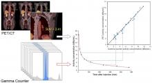 Measurement of PET Quantitative Bias In Vivo