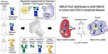 Mesothelin/CD3 Half-Life–Extended Bispecific T-Cell Engager Molecule Shows Specific Tumor Uptake and Distributes to Mesothelin and CD3-Expressing Tissues